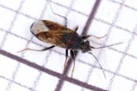 Peritrechus gracilicornis