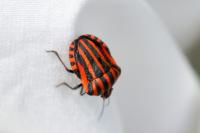 Graphosoma italicum