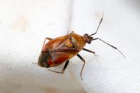 Deraeocoris ruber