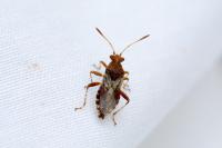 Rhopalus subrufus