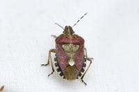 Dolycoris baccarum