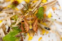 Carpocoris purpureipennis