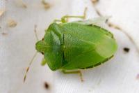 Nezara viridula