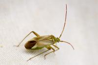 Adelphocoris lineolatus