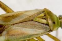 Adelphocoris lineolatus