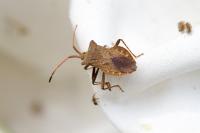 Coreus marginatus