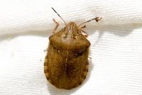 Eurygaster