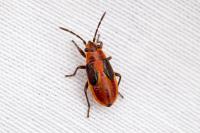 Melanocoryphus albomaculatus