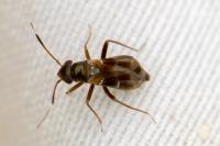 Pilophorus