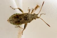 Stictopleurus punctatonervosus
