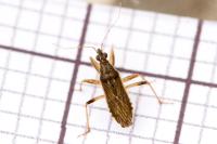 Himacerus major