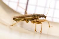Himacerus major