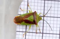 Acanthosoma haemorrhoidale