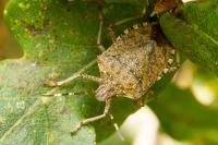Halyomorpha halys