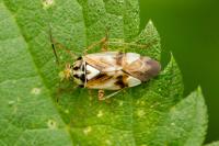 Lygus pratensis