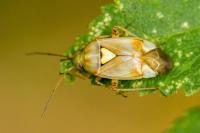 Lygus pratensis