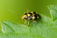 Orthops