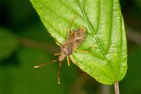 Gonocerus acuteangulatus