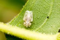 Corythucha ciliata