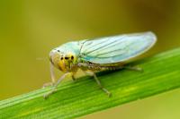Cicadella viridis