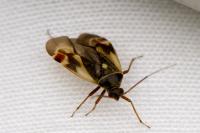 Polymerus unifasciatus