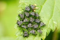Halyomorpha halys