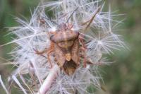 Carpocoris purpureipennis