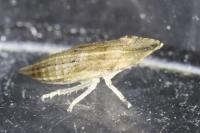 Eupelix cuspidata