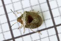 Stagonomus venustissimus