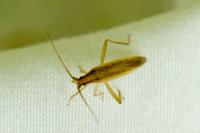 Stenodema laevigata
