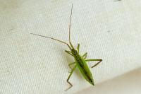 Notostira