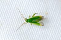Orthotylus ericetorum