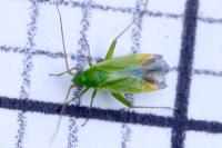 Orthotylus ericetorum