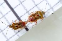 Kleidocerys ericae
