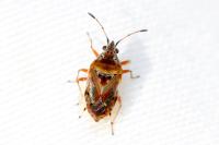 Kleidocerys ericae