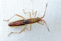 Myrmus miriformis