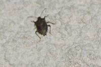 Halyomorpha halys