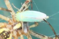 Cicadella viridis