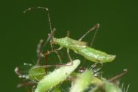 Metatropis rufescens
