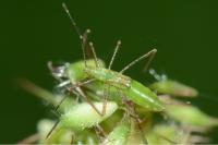 Metatropis rufescens