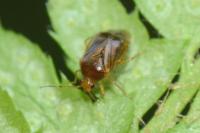 Monalocoris filicis