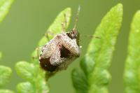 Stagonomus venustissimus