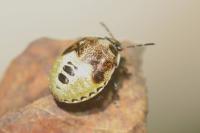 Stagonomus venustissimus