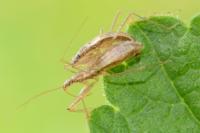 Nabis limbatus