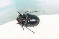 Sehirus morio