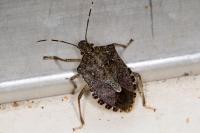 Halyomorpha halys