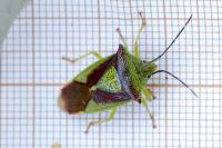 Acanthosoma haemorrhoidale