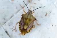 Carpocoris purpureipennis