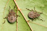 Halyomorpha halys