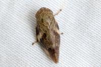 Aphrophora alni
